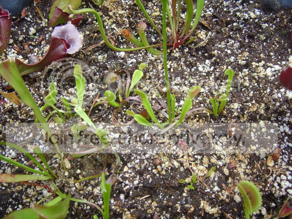 CPs7-1-08001.jpg