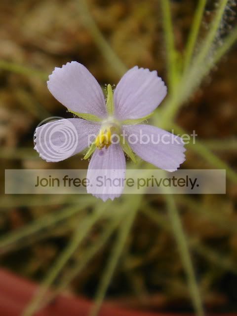 byblisflowering110306.jpg