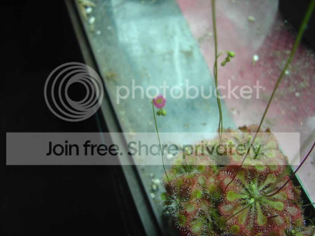 Droseraflowers002.jpg