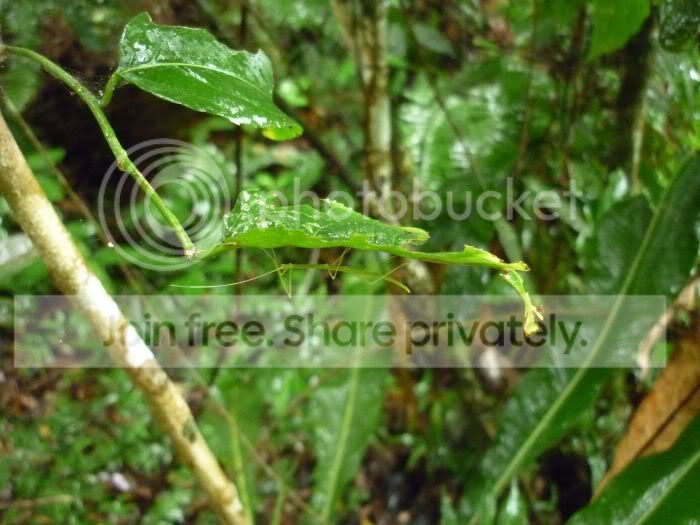elYunque-walkingstick-insectRS.jpg