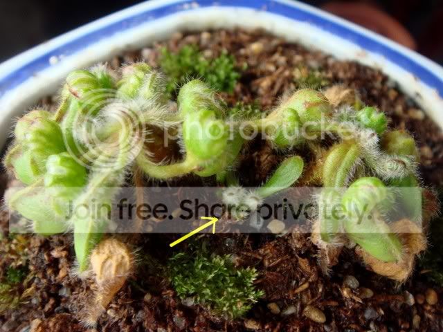 cephalotus_brown_pitchers4.jpg