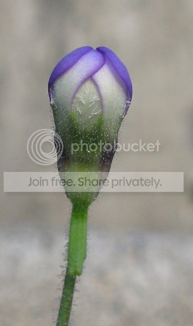 IMG_9773-P-heterophylla-flower-August-6-2012.jpg