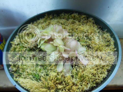 Plaueana_1-18-12.jpg