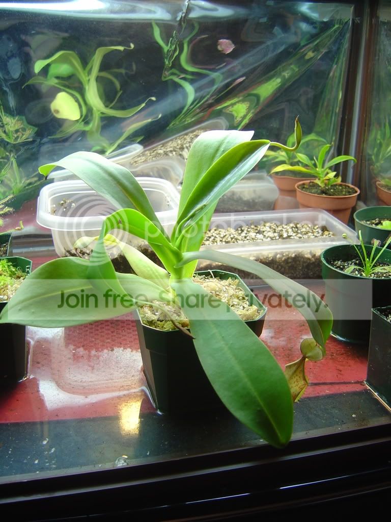 PlantsUpdate001.jpg