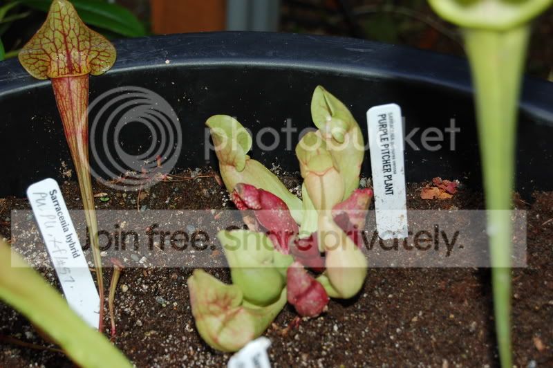 plantedbog005.jpg