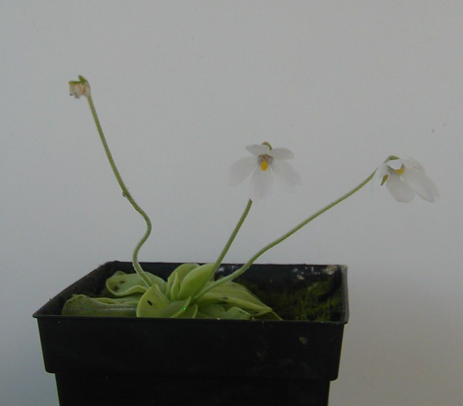ionantha2.JPG