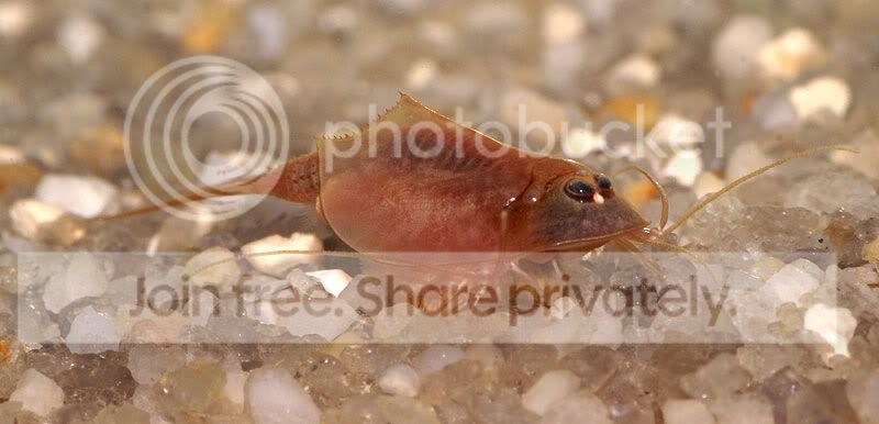 triops-red-009.jpg