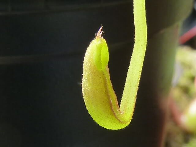 plants10032012019.jpg
