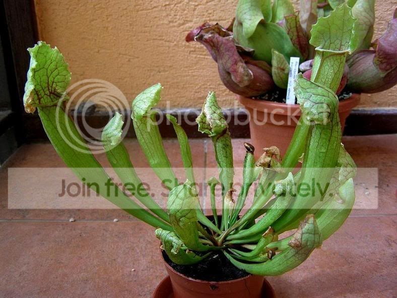 sarracenia2.jpg