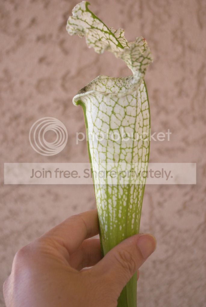 IMGP1823_zpszdjzzj9t.jpg