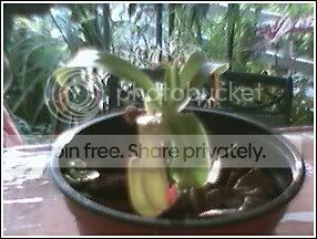 NEPENTHESVENTRICOSADUALPITCHER6.jpg