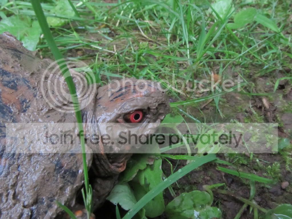 IMG_4603.jpg