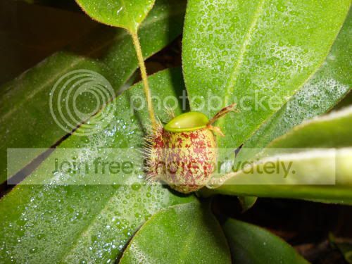 Nampullaria_2-1-11.jpg