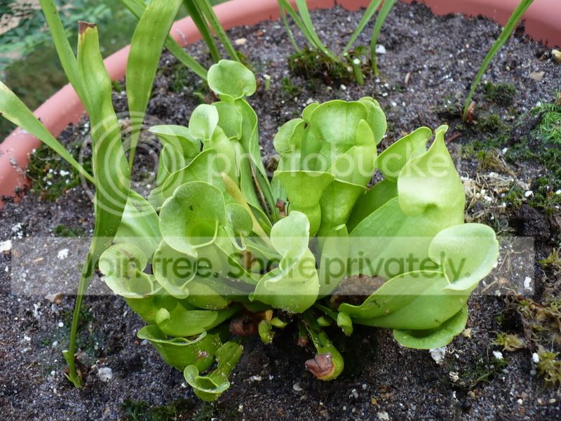 PitcherPlants017.jpg