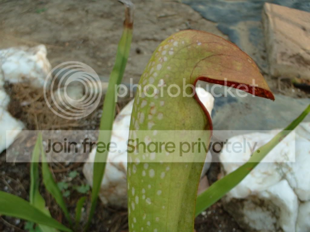 Sarracenia041.jpg