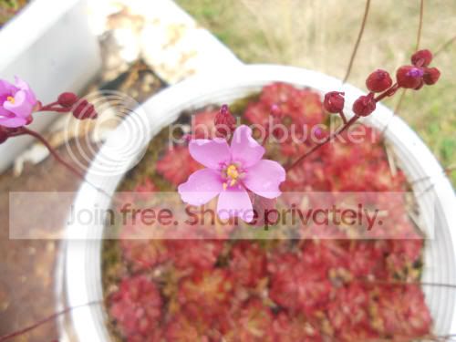 Daliceae_7-15-12.jpg