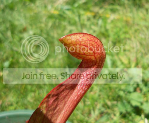 SpstXminor02_7-4-11.jpg