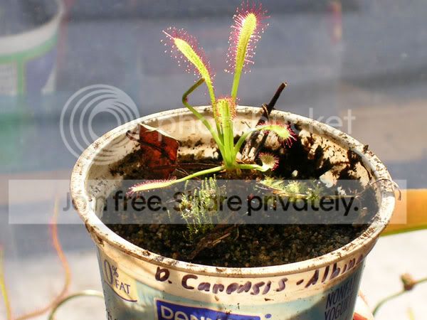 Drosera_capensis_all_red.jpg