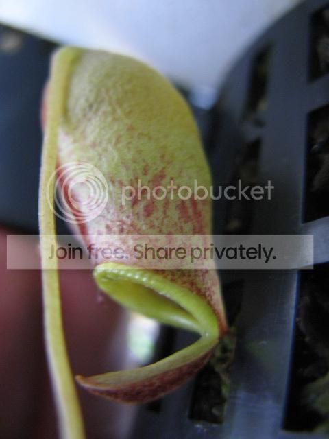 IMG_6874_zps1f369dec.jpg