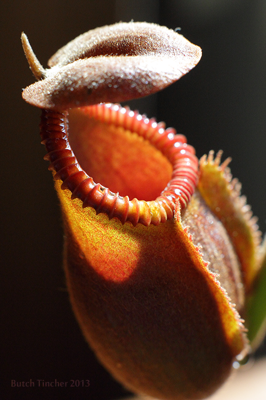 macrofeb2013.jpg