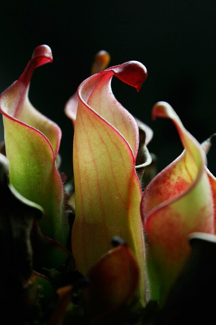 6894301298_712071eae2_z.jpg