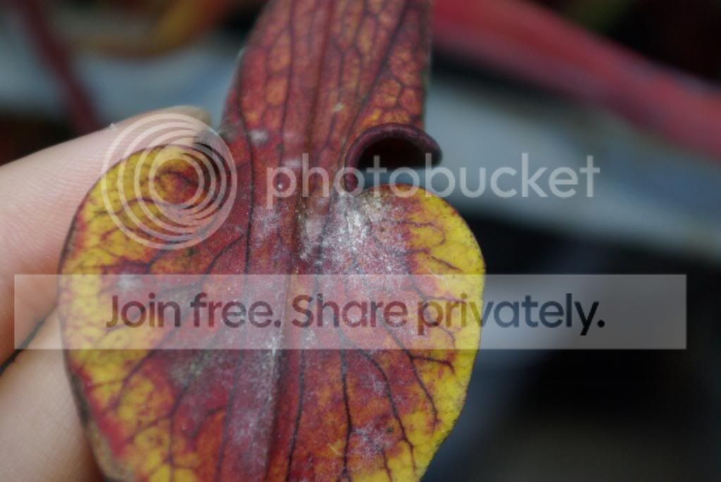IMGP1147.jpg
