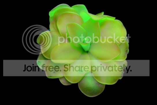 Pirouetteblackgreenglowjpg2.jpg