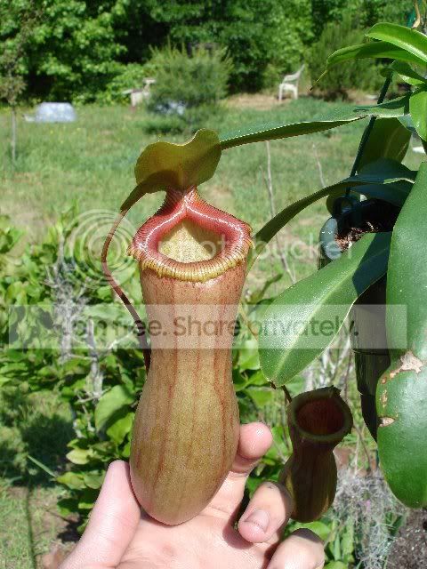 plant1.jpg