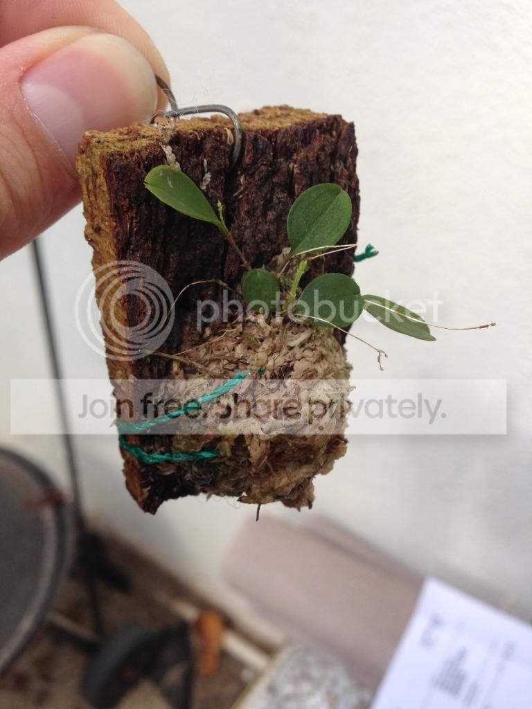 image_zps1676d955.jpeg