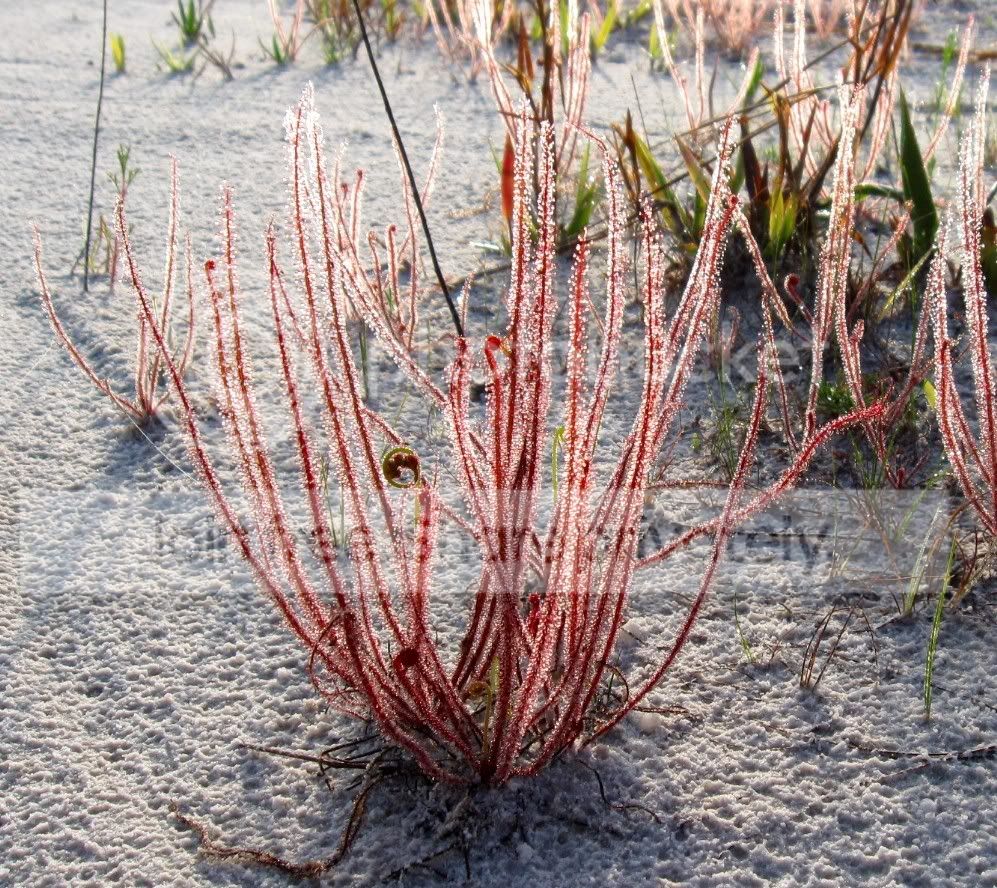 D_filiformis_2009_May07_01.jpg