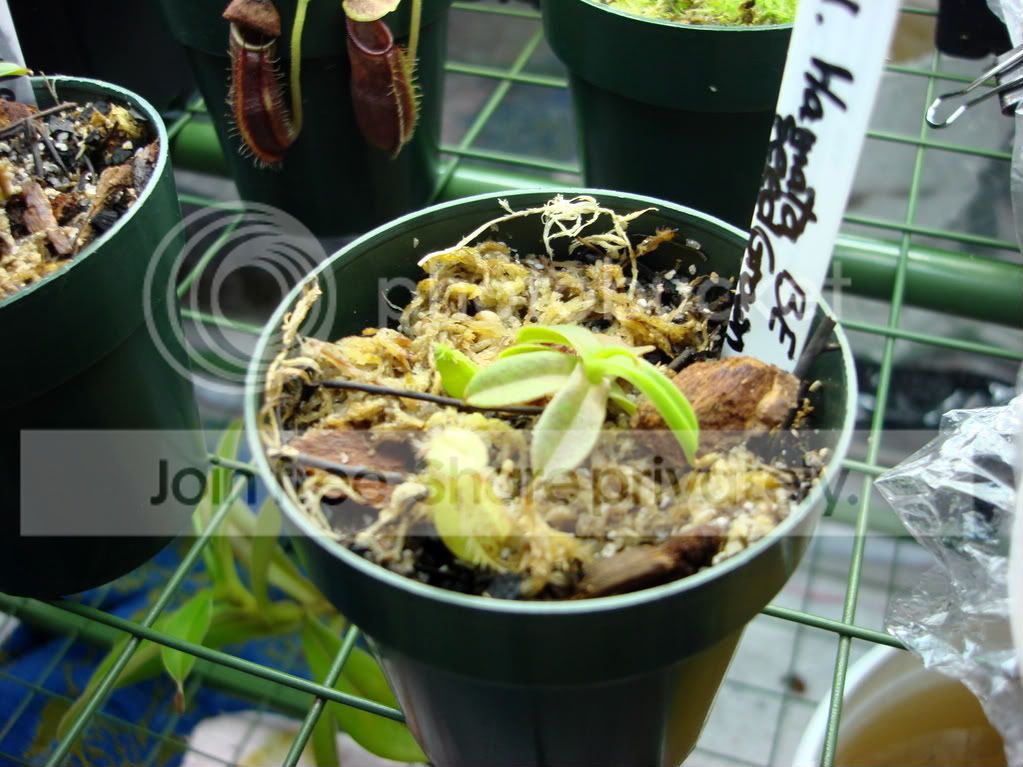 growrackplants9-24-08004.jpg