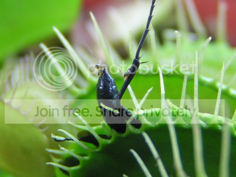 VFT_prey2.jpg