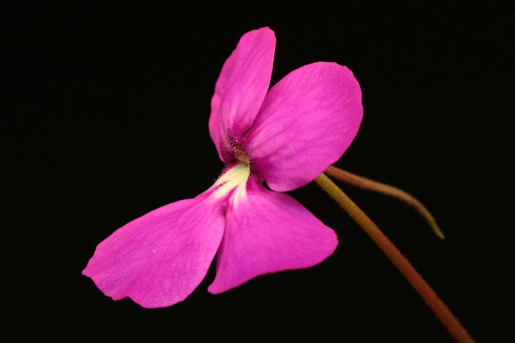 IMG_6442_zpsoiqan6xg.jpg