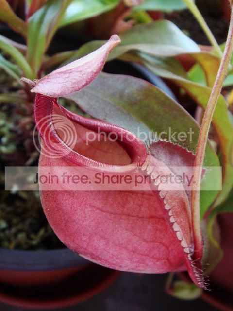 globusa_red.jpg