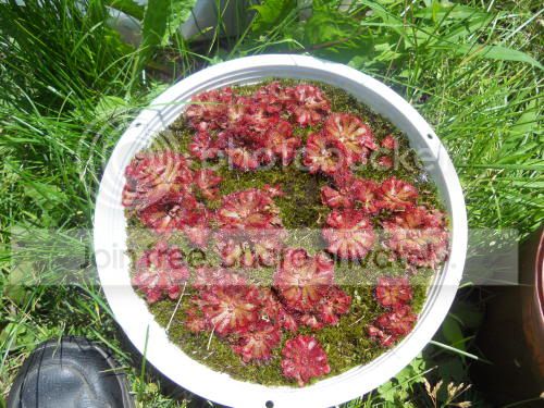 Daliceae_6-30-11.jpg