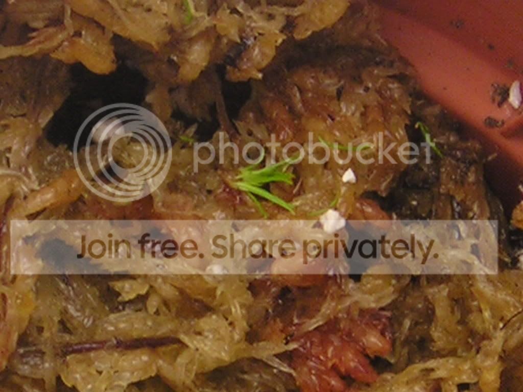 Sphagnum2.jpg
