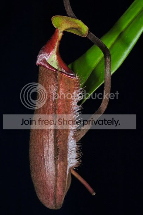 Densiflora.jpg