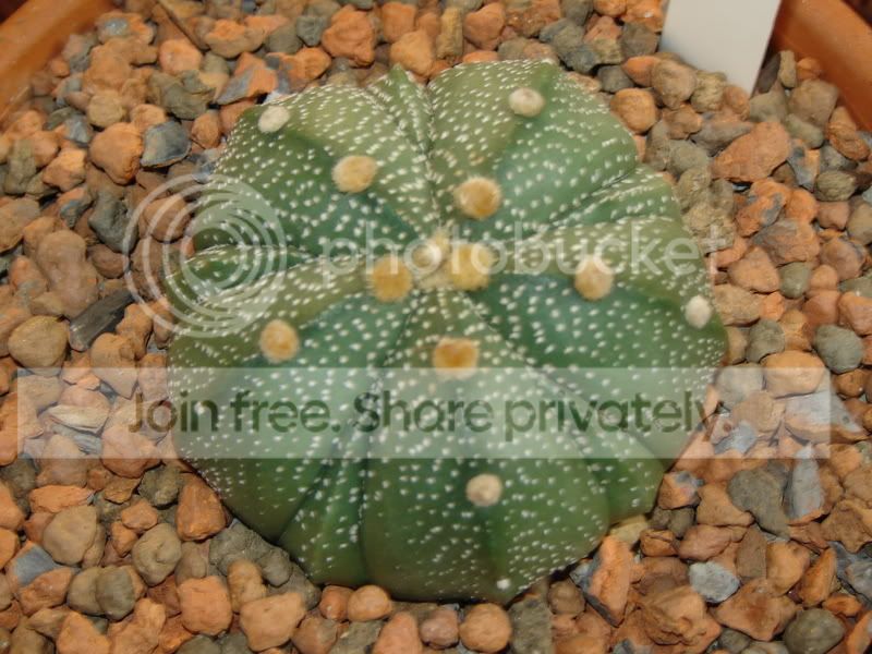 Greenhouse026.jpg