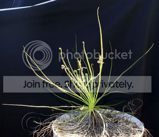 dewy-pine-plant.jpg
