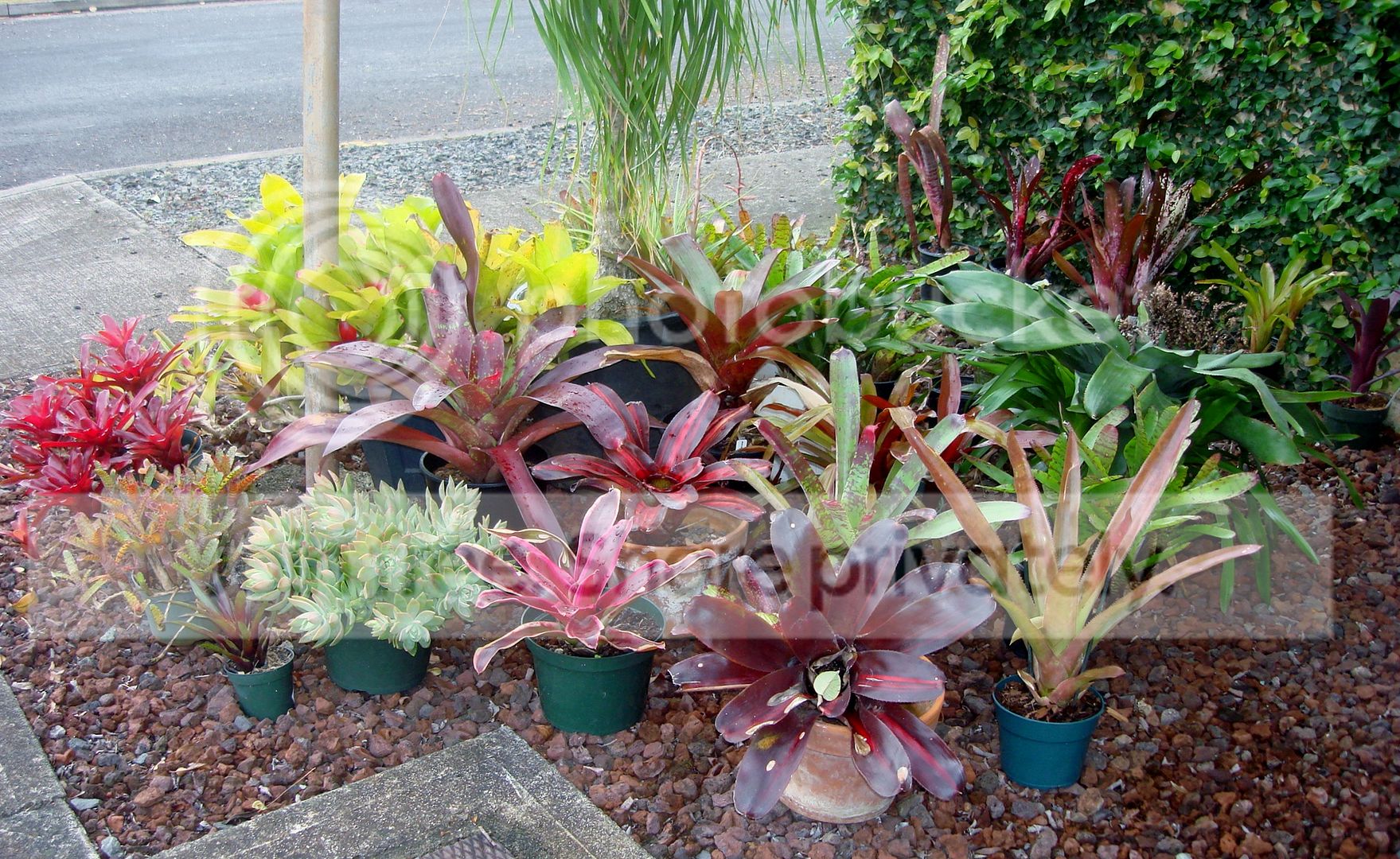 DSC08485.jpg