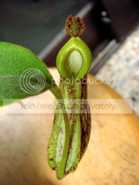 kuchingensis_BE_pitcher.jpg