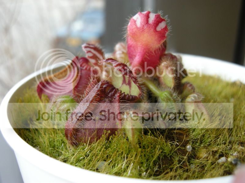 DSCN7124.jpg