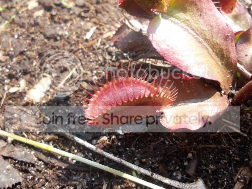 VFT-reddragon_6-8-11.jpg