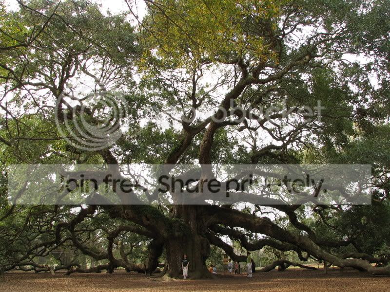 sc_oak_012.jpg
