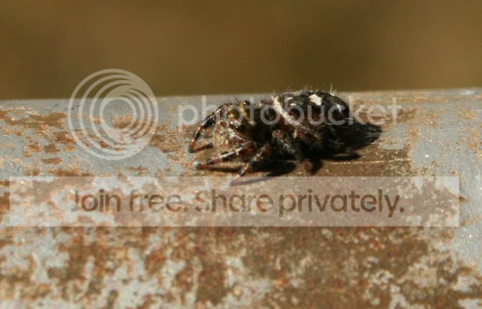 spider3.jpg