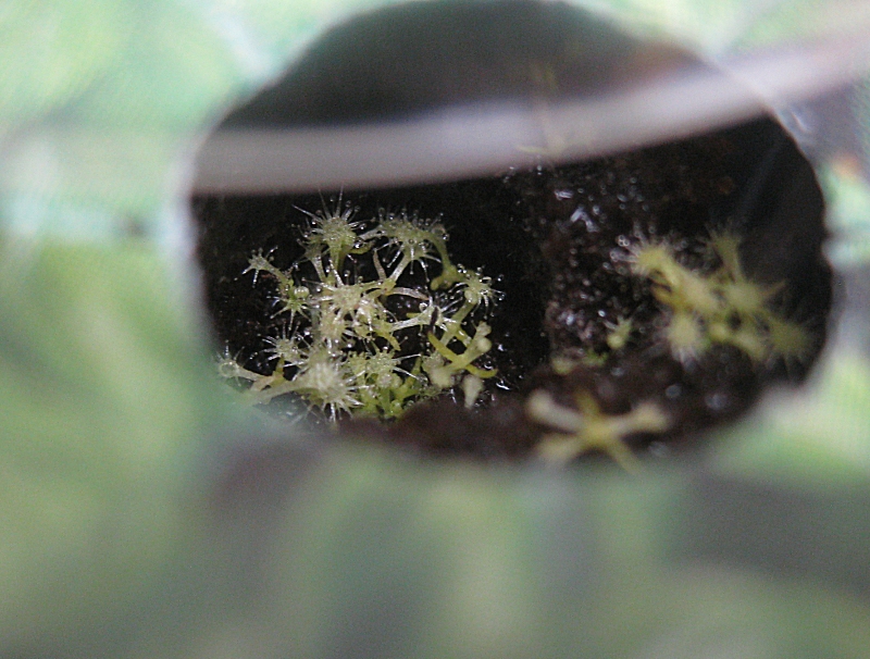 Aerogrow%20Drosera%20capensis%20alba%20T+50days%20small.jpg