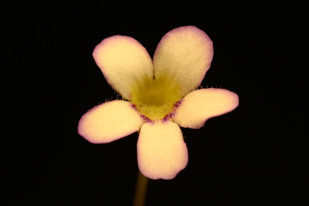 IMG_6391_zpsoirlkyjo.jpg