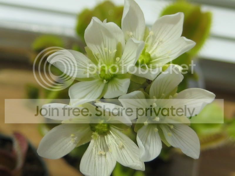 plants057.jpg