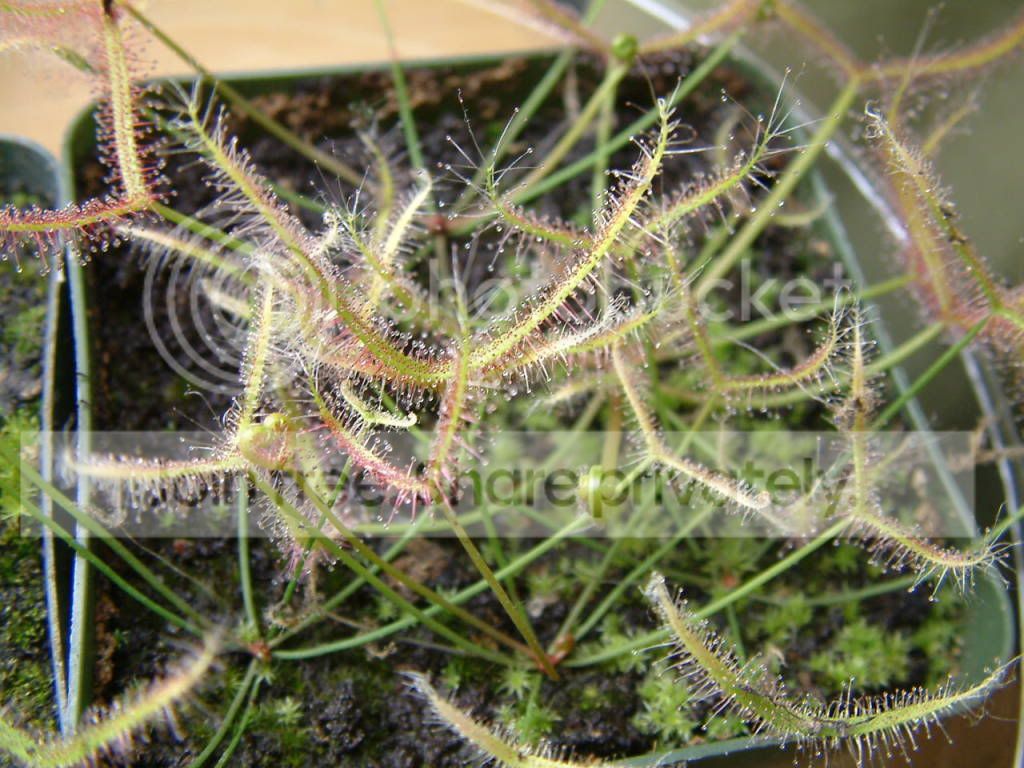 Plants011.jpg