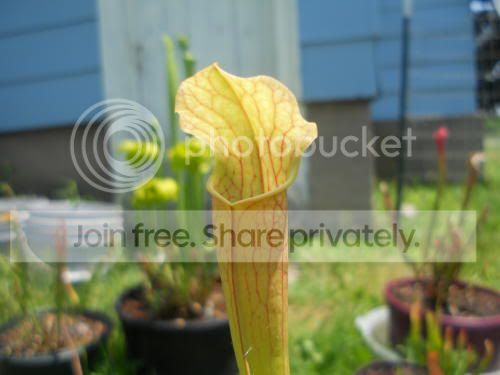 Sleuco-hybrid_6-15-11.jpg